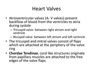Heart ValvesAtrioventricular valves (A- V valves) prevent backflow of blood from the ventricles to atria during systoleTricuspid valve- between right atrium and right ventricleBicuspid valve- between left atrium and left ventricleThe tricuspid and mitral valves consist of flaps which are attached at the periphery of the valve ringChordae Tendinae, cord like structures originate from papillary muscles are attached to the free edges of the valve flaps
