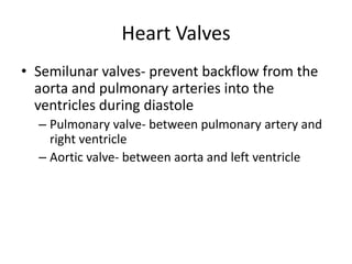 Semilunar valves- prevent backflow from the aorta and pulmonary arteries into the ventricles during diastolePulmonary valve- between pulmonary artery and right ventricleAortic valve- between aorta and left ventricleHeart Valves
