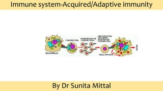 Immune system-Acquired/Adaptive immunity
By Dr Sunita Mittal
 
