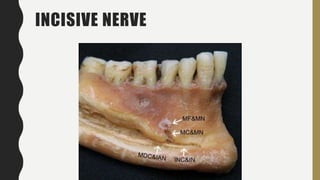 INCISIVE NERVE
 