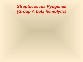 Streptococcus Pyogenes
(Group A beta hemolytic)

16

 
