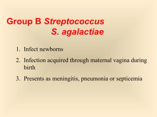 Group B Streptococcus
S. agalactiae
1. Infect newborns
2. Infection acquired through maternal vagina during
birth
3. Presents as meningitis, pneumonia or septicemia

53

 