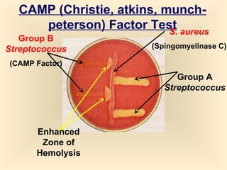 CAMP (Christie, atkins, munchpeterson) Factor Test aureus
S.

Group B
Streptococcus

(Spingomyelinase C)

(CAMP Factor)

Group A
Streptococcus

Enhanced
Zone of
Hemolysis

55

 
