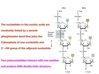The nucleotides in the nucleic acids are

covalently linked by a second

phosphoester bond that joins the

5’phosphate of one nucleotide and

3’ –OH group of the adjacent nucleotide



Two polynucleotides interact with one another

and produce DNA double helix structure.
 