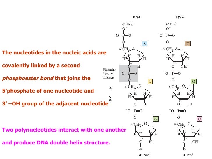 nucleic acids