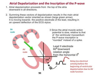 Atrial Depolarization and the Inscription of the P-waveSA nodeAV nodeDelay (no electrical activity) before the beginning of ventricular depolarization due to AV node function090