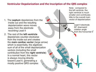 Ventricular Depolarization and the Inscription of the QRS complex