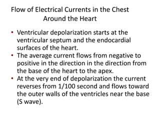 Flow of Electrical Currents in the Chest Around the Heart Ventricular depolarization starts at the  ventricular septum and the endocardial surfaces of the heart.The average current flows from negative to positive in the direction in the direction from the base of the heart to the apex.At the very end of depolarization the current reverses from 1/100 second and flows toward the outer walls of the ventricles near the base (S wave).