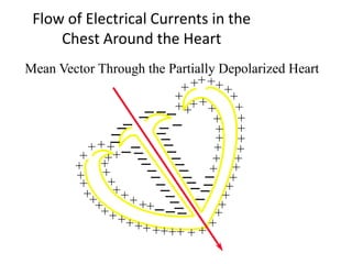 ++++++++++++++++++++++++++++++++++++++++++++++++++++++++++++++++Flow of Electrical Currents in the Chest Around the HeartMean Vector Through the Partially Depolarized Heart_______________________________________