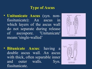 Lec 18 to 22 Ascomycotina fungi.ppt hjsnsjjm | PPT