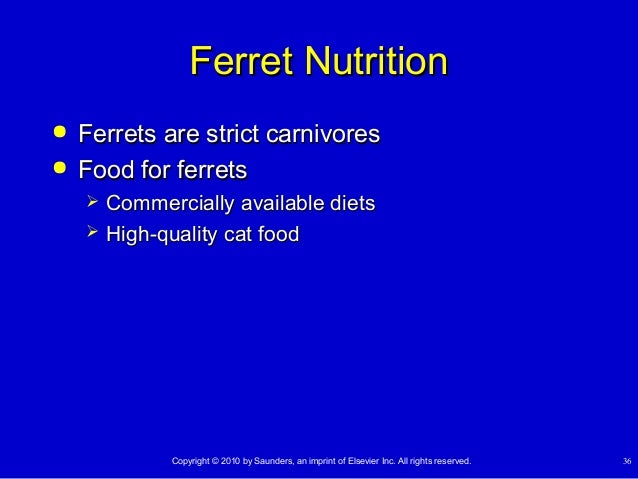 High Protein Foods For Gerbils High Protein Foods For Gerbils