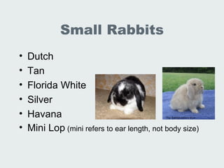 Lec 19 20 Lab Animal Rabbits And Guinea Pigs | PPT