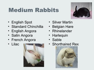 Martin Sable Rabbit Lec 19 20 Lab Animal Rabbits And Guinea Pigs | PPT