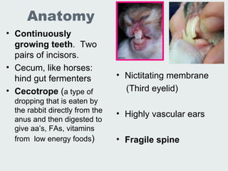 Lec 19 20 Lab Animal Rabbits And Guinea Pigs | PPT