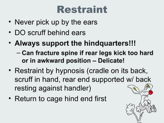 Lec 19 20 Lab Animal Rabbits And Guinea Pigs | PPT