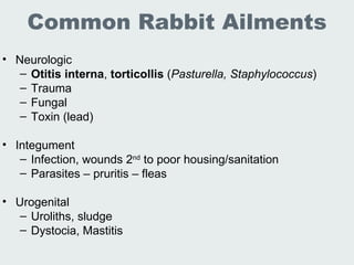Lec 19 20 Lab Animal Rabbits And Guinea Pigs | PPT