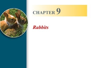 Lec 19 20 Lab Animal Rabbits And Guinea Pigs | PPT
