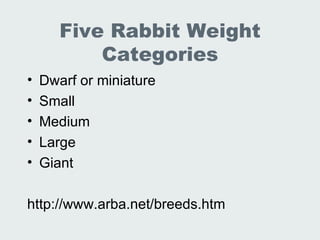 Lec 19 20 Lab Animal Rabbits And Guinea Pigs | PPT
