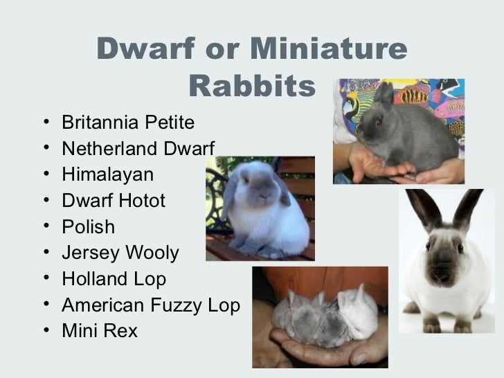 Lec 19 20 Lab Animal Rabbits And Guinea Pigs