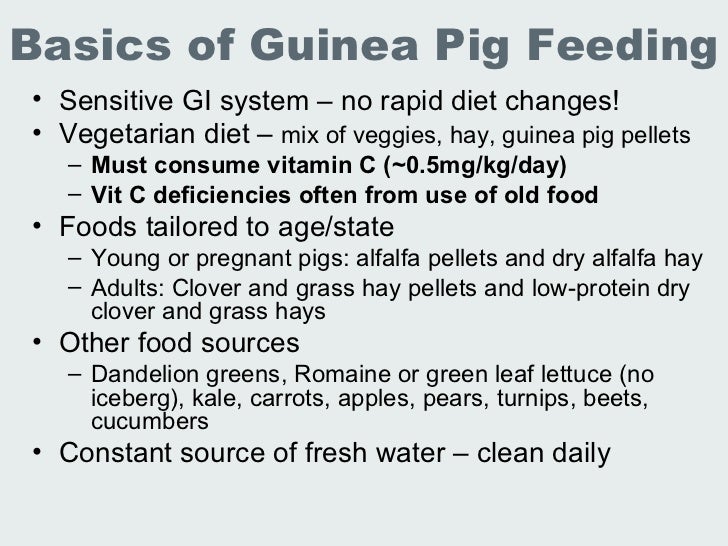 Vitamin C Deficiency Symptoms In Guinea Pigs