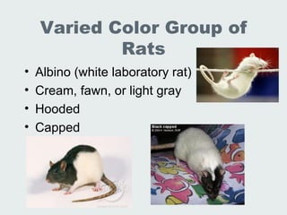 Lec 19 20 Lab Animal Rats Mice | PPT