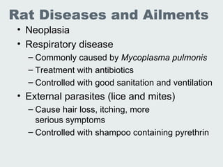 Lec 19 20 Lab Animal Rats Mice | PPT
