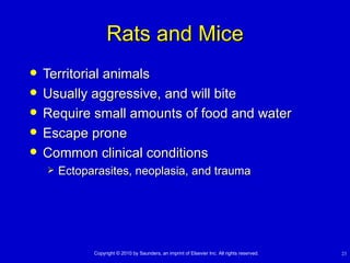 Lec 19 20 Lab Animal Rats Mice | PPT