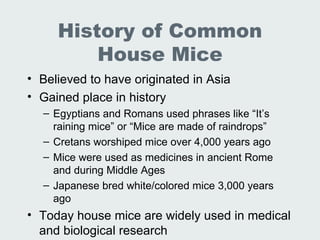 Lec 19 20 Lab Animal Rats Mice | PPT