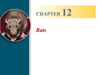 Lec 19 20 Lab Animal Rats Mice | PPT