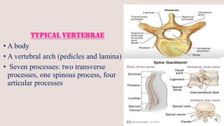 Lec_1 ANATOMY OF THE SPINE.pdf............................. | PDF