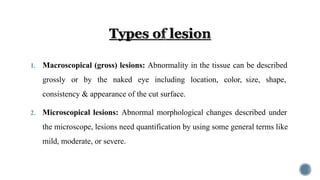1. Macroscopical (gross) lesions: Abnormality in the tissue can be described
grossly or by the naked eye including location, color, size, shape,
consistency & appearance of the cut surface.
2. Microscopical lesions: Abnormal morphological changes described under
the microscope, lesions need quantification by using some general terms like
mild, moderate, or severe.
 