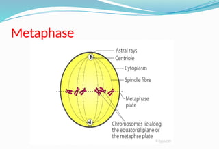 Lec_1_cell_tissue_cell_division [1].pptx