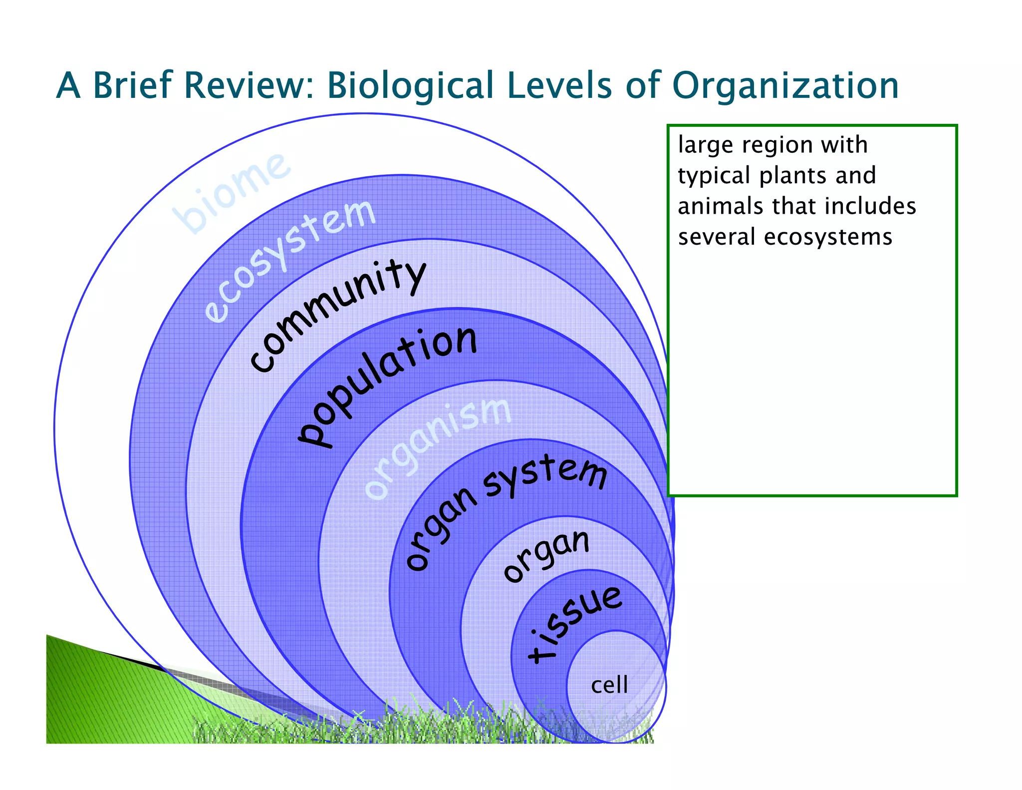 smallest unit of livingsmallest unit of living
thingsthings
group of similar cellsgroup of similar cells
organized to workorganized to work
togethertogether
group of differentgroup of different
kinds of tissueskinds of tissues
working togetherworking together
group of organsgroup of organs
working togetherworking together
one individual livingone individual living
thingthing
all organisms of theall organisms of the
same kind living in onesame kind living in one
areaarea
all interactingall interacting
populations in anpopulations in an
ecosystemecosystem
all living and nonlivingall living and nonliving
things interactingthings interacting
within a certain areawithin a certain area
large region withlarge region with
typical plants andtypical plants and
animals that includesanimals that includes
several ecosystemsseveral ecosystems
A BriefA BriefA BriefA BriefA BriefA BriefA BriefA Brief RRRRRRRRevieweviewevieweviewevieweviewevieweview: Biological: Biological: Biological: Biological: Biological: Biological: Biological: Biological Levels of OrganizationLevels of OrganizationLevels of OrganizationLevels of Organization
cell
 