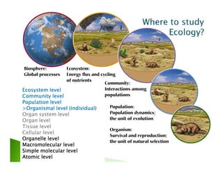 Ecosystem levelEcosystem levelEcosystem levelEcosystem level
Community levelCommunity levelCommunity levelCommunity level
Population levelPopulation levelPopulation levelPopulation level
>>>>OrganismalOrganismalOrganismalOrganismal level (individual)level (individual)level (individual)level (individual)
Organ system levelOrgan system levelOrgan system levelOrgan system level
Organ levelOrgan levelOrgan levelOrgan level
Tissue levelTissue levelTissue levelTissue level
CellularCellularCellularCellular levellevellevellevel
Organelle levelOrganelle levelOrganelle levelOrganelle level
Macromolecular levelMacromolecular levelMacromolecular levelMacromolecular level
Simple molecular levelSimple molecular levelSimple molecular levelSimple molecular level
Atomic levelAtomic levelAtomic levelAtomic level
 