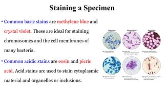 Stained Specimen INTRODUCTION TO MICROBIOLOGY & microorganism.pptx