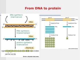 Lec 1 Introduction to molecular biology.pptx