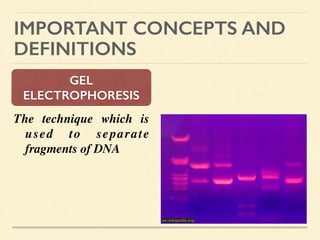 IMPORTANT CONCEPTS AND
DEFINITIONS
GEL
ELECTROPHORESIS
The technique which is
used to separate
fragments of DNA 	

	

	

	

en.wikipedia.org
 
