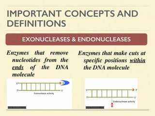 IMPORTANT CONCEPTS AND
DEFINITIONS
EXONUCLEASES & ENDONUCLEASES
Enzymes that remove
nucleotides from the
ends of the DNA
molecule 	

	

Enzymes that make cuts at
speciﬁc positions within
the DNA molecule 	

	

www.fastbleep.com www.fastbleep.com
 