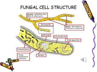 FUNGAL CELL STRUCTURE
 
