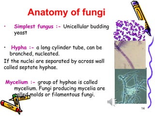 Anatomy of fungi
• Simplest fungus :- Unicellular budding
yeast
• Hypha :- a long cylinder tube, can be
branched, nucleated.
If the nuclei are separated by across wall
called septate hyphae.
Mycelium :- group of hyphae is called
mycelium. Fungi producing mycelia are
called molds or filamentous fungi.
14
 