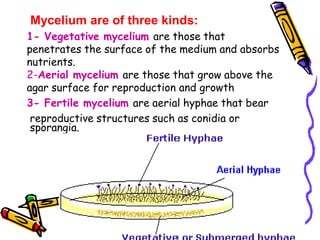Mycelium are of three kinds:
1- Vegetative mycelium are those that
penetrates the surface of the medium and absorbs
nutrients.
2-Aerial mycelium are those that grow above the
agar surface for reproduction and growth
3- Fertile mycelium are aerial hyphae that bear
reproductive structures such as conidia or
sporangia.
 