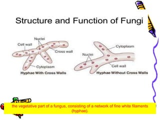 the vegetative part of a fungus, consisting of a network of fine white filaments
(hyphae).
 