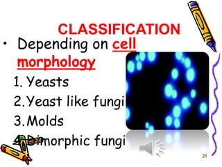 CLASSIFICATION
• Depending on cell
morphology
1. Yeasts
2.Yeast like fungi
3.Molds
4.Dimorphic fungi
21
 