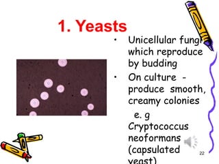 1. Yeasts
• Unicellular fungi
which reproduce
by budding
• On culture -
produce smooth,
creamy colonies
e. g
Cryptococcus
neoformans
(capsulated 22
 