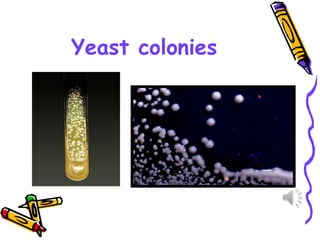 Yeast colonies
 