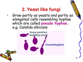2. Yeast like fungi
• Grow partly as yeasts and partly as
elongated cells resembling hyphae
which are called pseudo hyphae.
e.g. Candida albicans
24
 