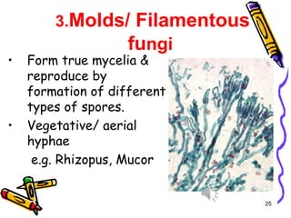 3.Molds/ Filamentous
fungi
• Form true mycelia &
reproduce by
formation of different
types of spores.
• Vegetative/ aerial
hyphae
e.g. Rhizopus, Mucor
25
 