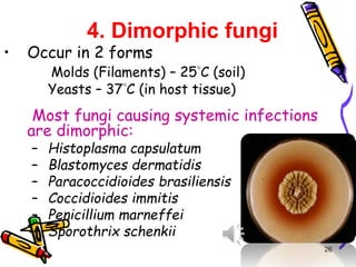 4. Dimorphic fungi
• Occur in 2 forms
Molds (Filaments) – 25C (soil)
Yeasts – 37C (in host tissue)
Most fungi causing systemic infections
are dimorphic:
– Histoplasma capsulatum
– Blastomyces dermatidis
– Paracoccidioides brasiliensis
– Coccidioides immitis
– Penicillium marneffei
– Sporothrix schenkii
26
 