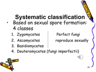 Systematic classification
• Based on sexual spore formation:
4 classes
1. Zygomycetes Perfect fungi
2. Ascomycetes reproduce sexually
3. Basidiomycetes
4. Deuteromycetes (fungi imperfectii)
29
 