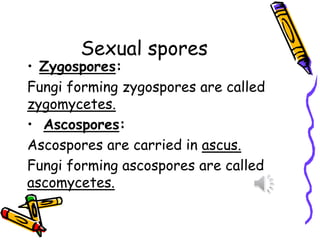 Sexual spores
• Zygospores:
Fungi forming zygospores are called
zygomycetes.
• Ascospores:
Ascospores are carried in ascus.
Fungi forming ascospores are called
ascomycetes.
 